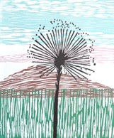 Chuveirinho do Cerrado // Silvia Ruiz