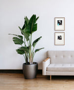 Fotonovela 5 // Carlos Clémen