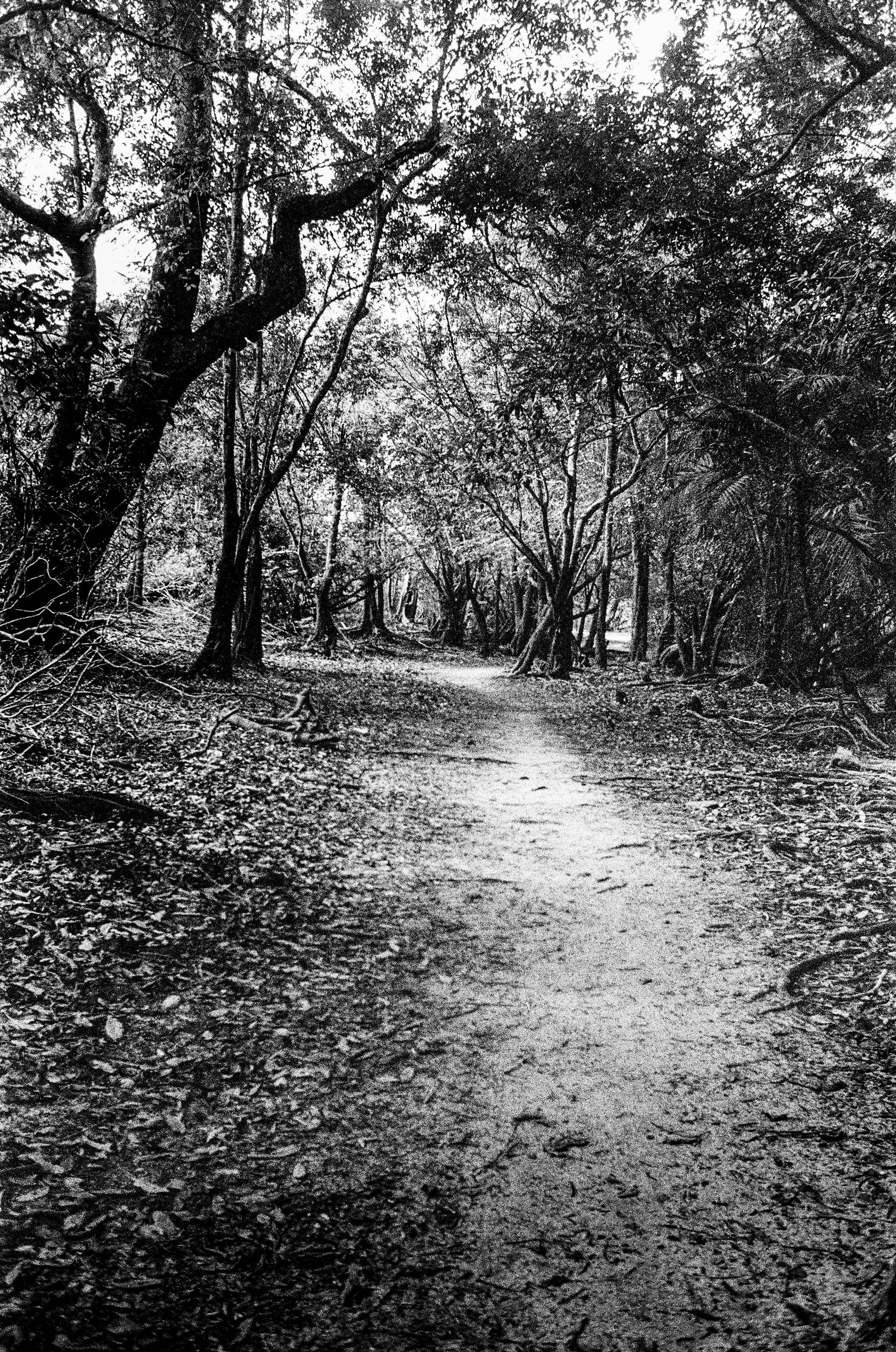 Floresta // Eleonora Aronis