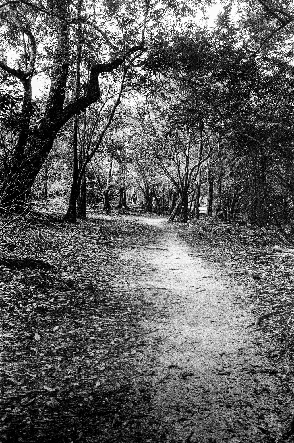 Floresta // Eleonora Aronis