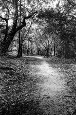 Floresta // Eleonora Aronis