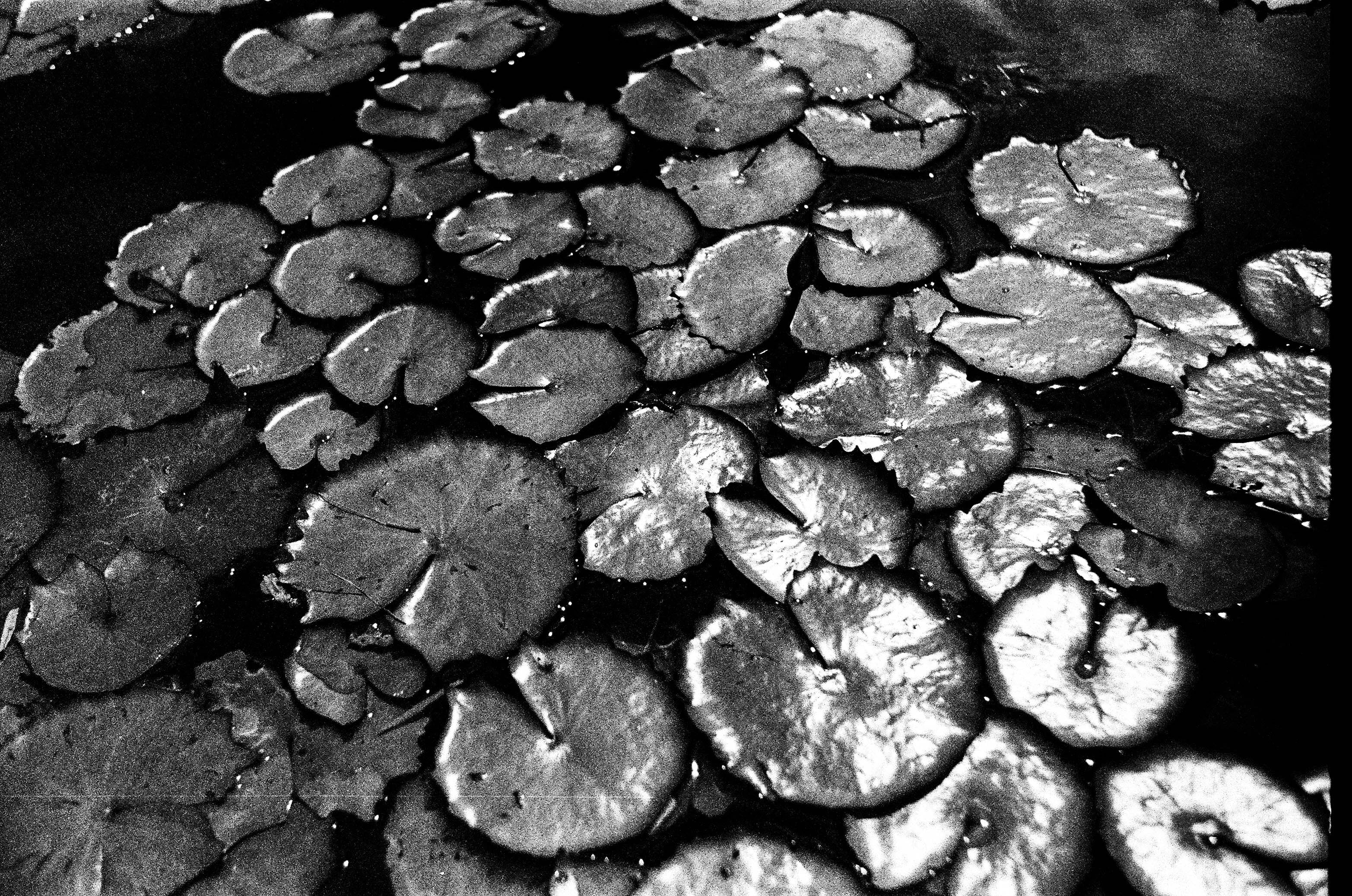 Vitória Régia // Eleonora Aronis