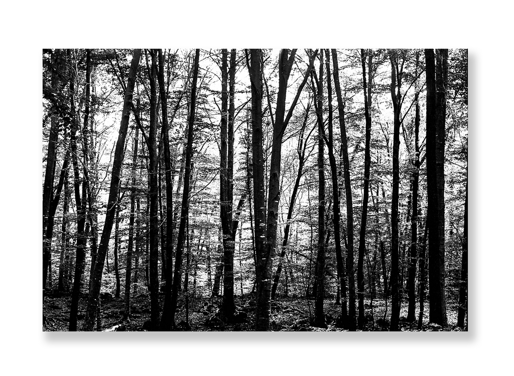 La Fageda 1 // Eleonora Aronis