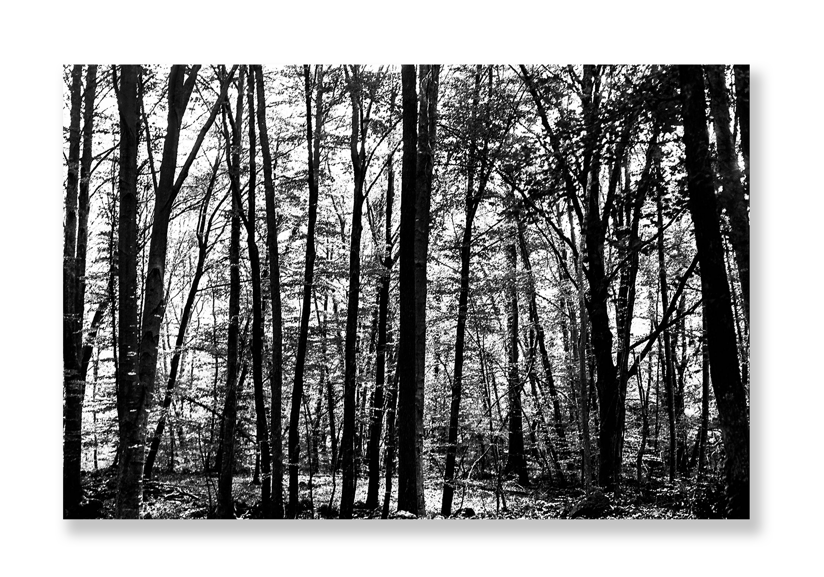 La Fageda 2 // Eleonora Aronis