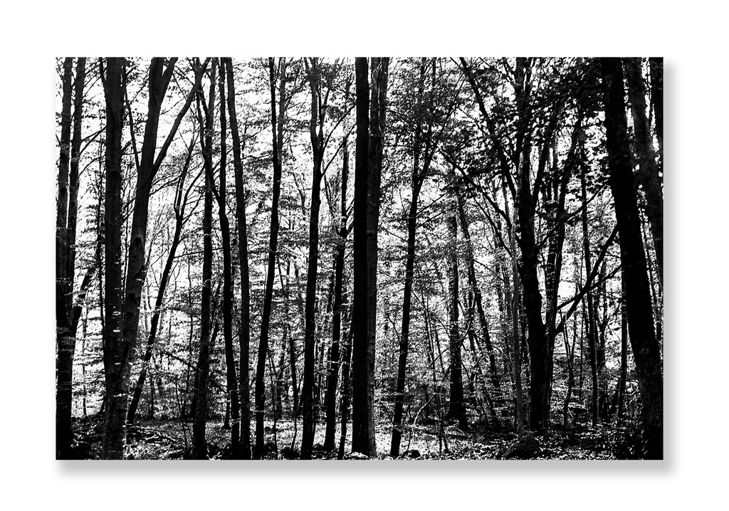 La Fageda 2 // Eleonora Aronis