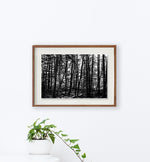 La Fageda 3 // Eleonora Aronis