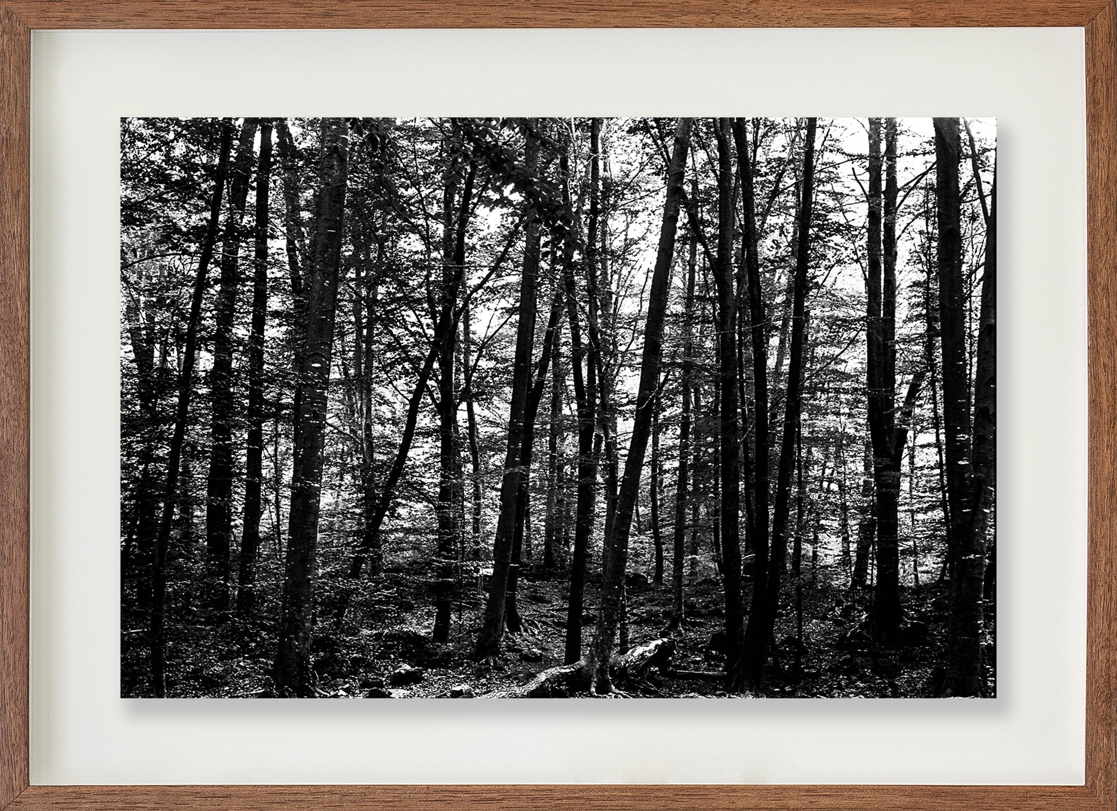 La Fageda 3 // Eleonora Aronis