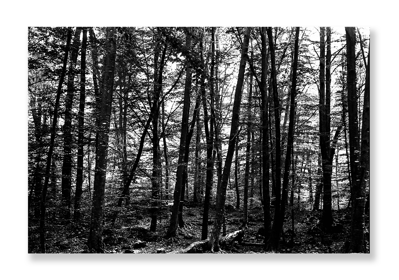 La Fageda 3 // Eleonora Aronis