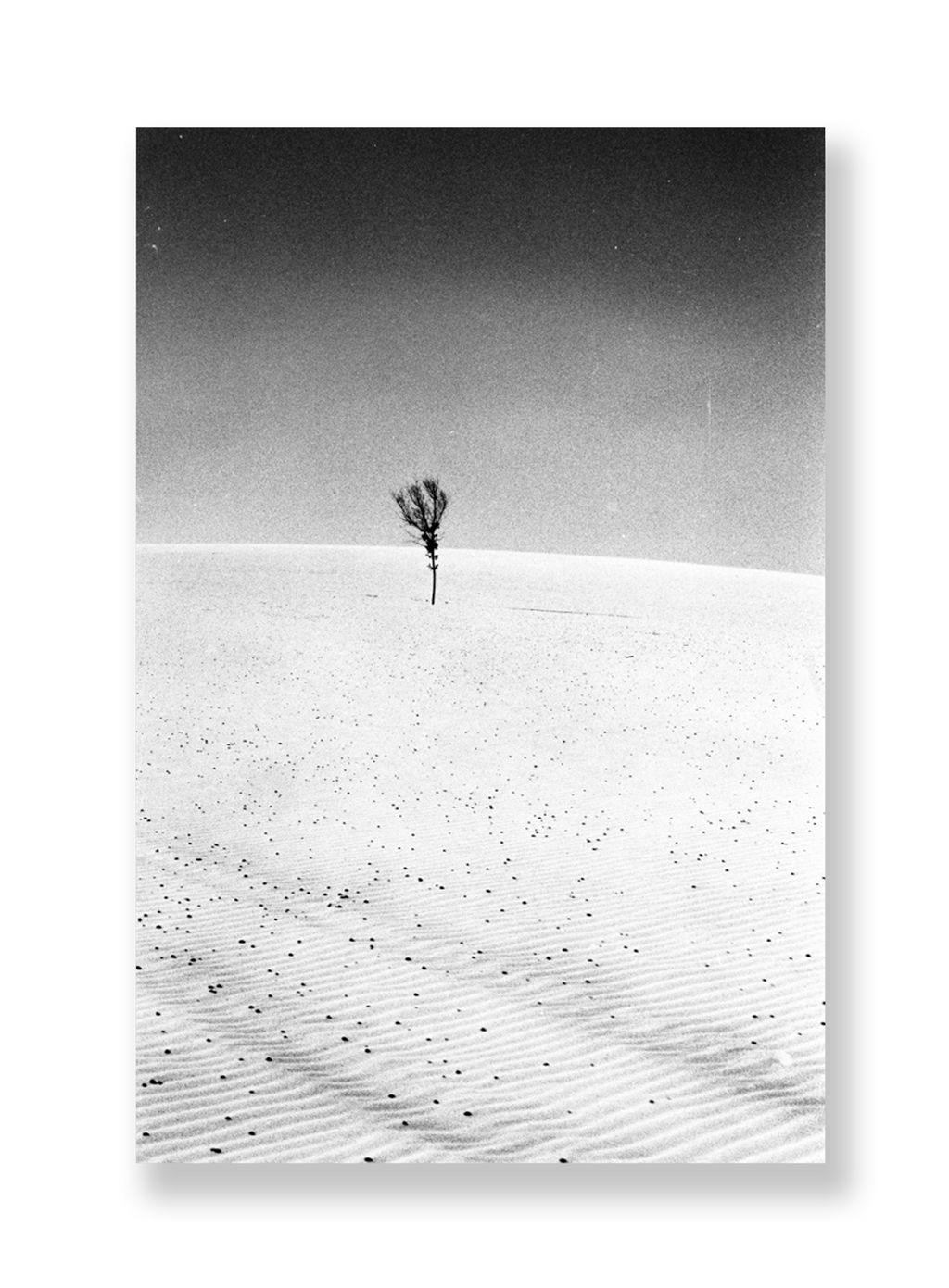 A árvore // Eleonora Aronis