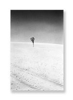 A árvore // Eleonora Aronis