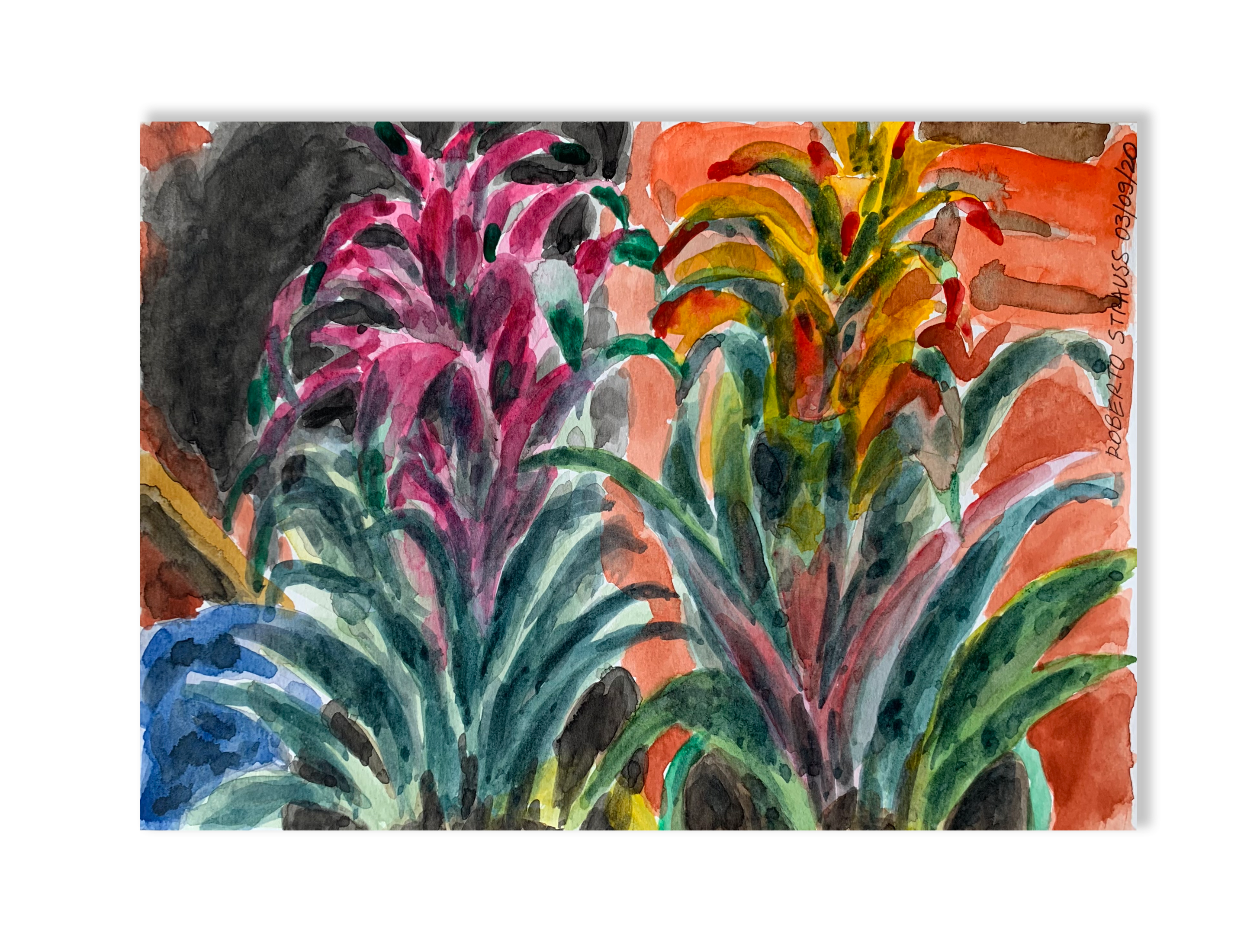 Sem título // Roberto Strauss