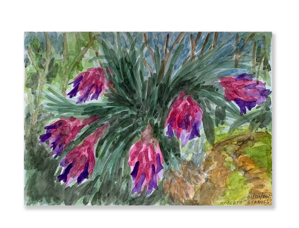 Sem título // Roberto Strauss