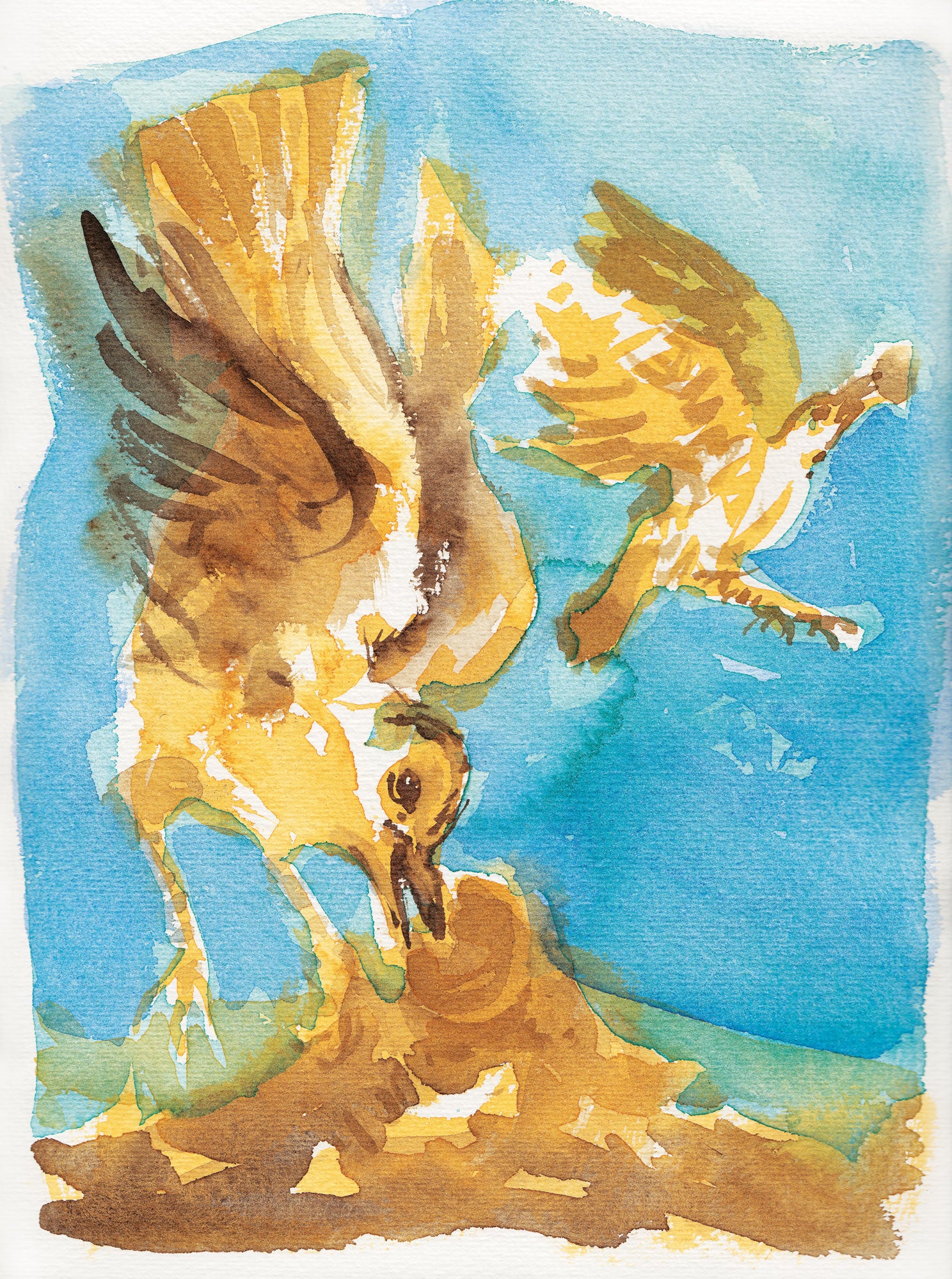 Série 'O joão-de-barro' // Rubens Matuck