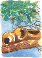 Série 'O joão-de-barro' // Rubens Matuck